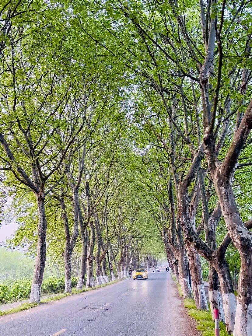 桐乡"下雪"了?隔着屏幕都觉得鼻子痒