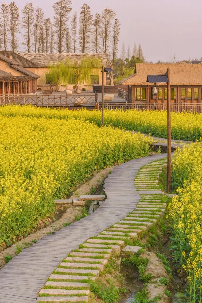 桐乡这片花海,美的连影子都发光!错过等一年