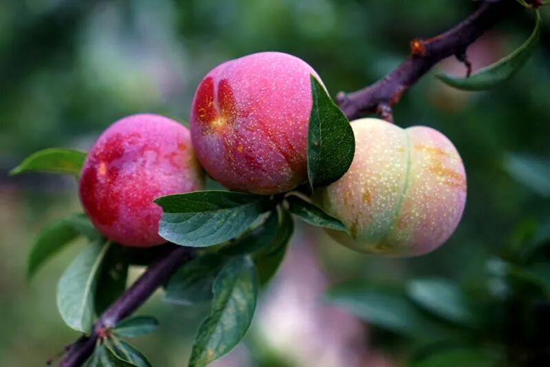 西施品尝过的桐乡槜李