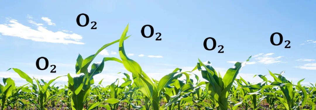 为什么人需要氧气神奇的肺与氧气的重要性_https://www.jmylbn.com_新闻资讯_第4张