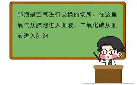 为什么人需要氧气神奇的肺与氧气的重要性_https://www.jmylbn.com_新闻资讯_第13张