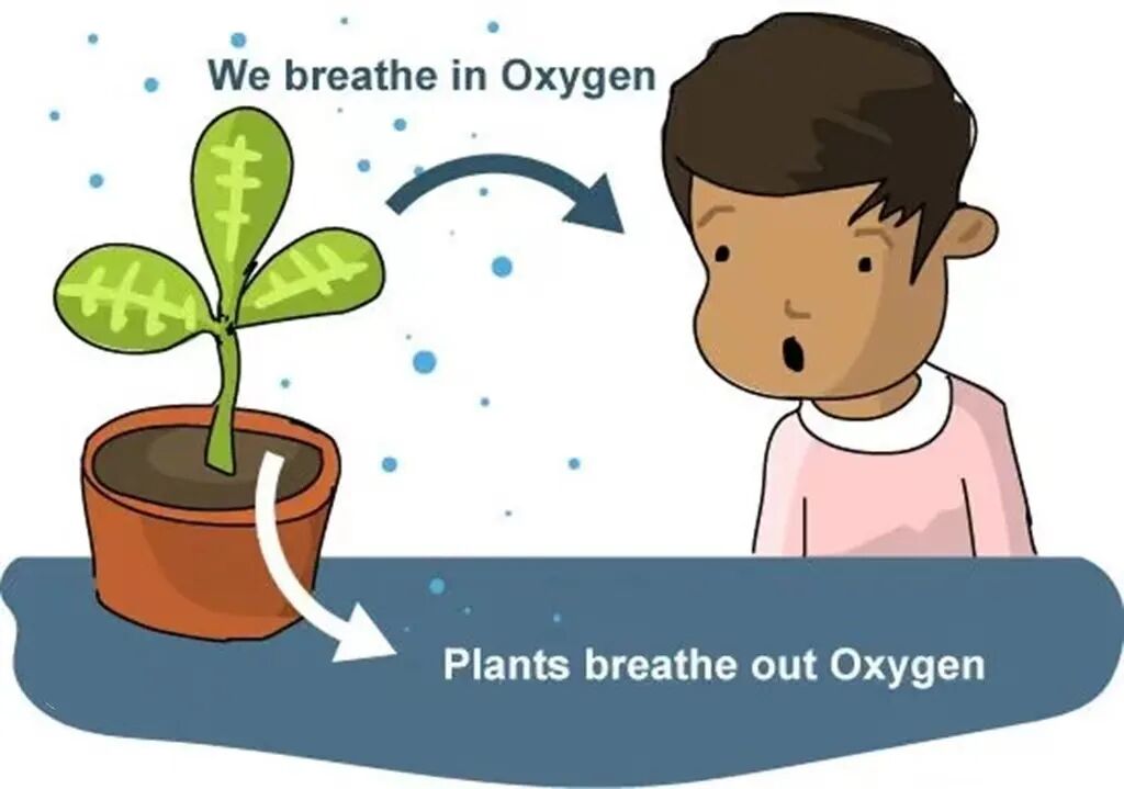 为什么人需要氧气神奇的肺与氧气的重要性_https://www.jmylbn.com_新闻资讯_第9张