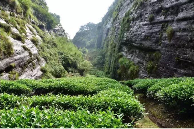 武夷岩茶冲泡与品饮技术的研究