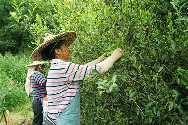 武夷岩茶初制和精制加工工艺