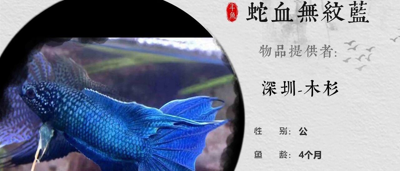 微信公众号中国斗鱼推广专业平台 Chineseparadisefish 最新文章 微信公众号文章阅读 Wemp