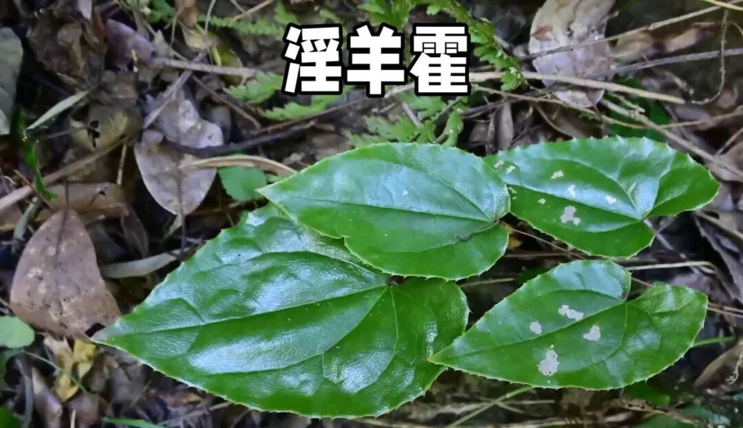 这就是男人们都在寻找的淫羊藿，也叫三枝九叶草，仙灵脾，认识吗