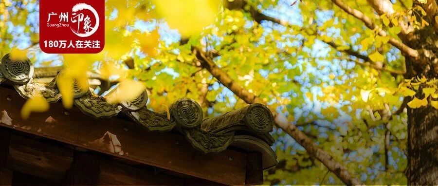 广东秋天最美的城市，你一定猜不到！4大奇景刷屏...