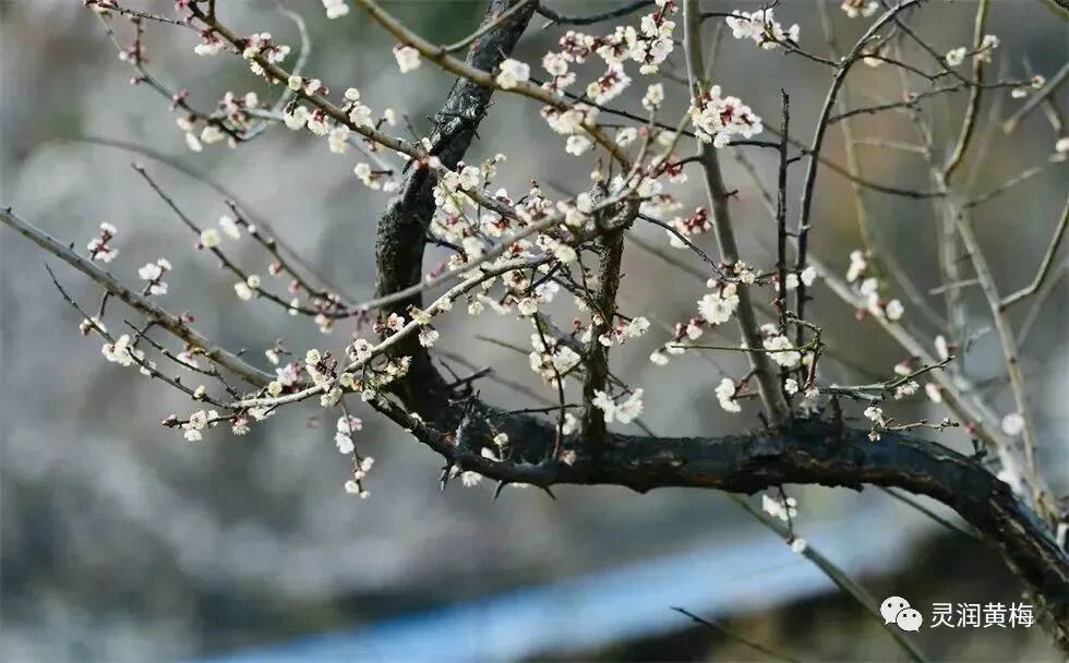 人间仙境风起落英缤纷春的浪漫蔓延开来黄梅各处梅花盛放最近似烟似雪