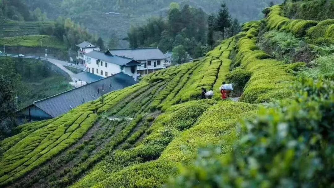 假期踏青，哪些茶山值得去？