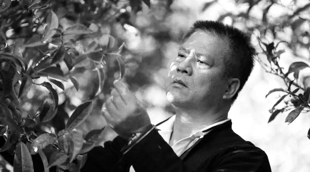 班章大白菜创始人、今大福茶业董事长、茶人何宝强