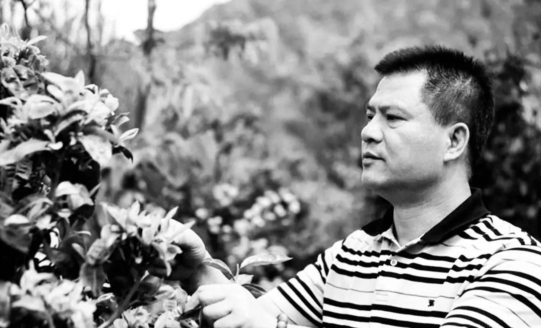 班章大白菜创始人、今大福茶业董事长、茶人何宝强