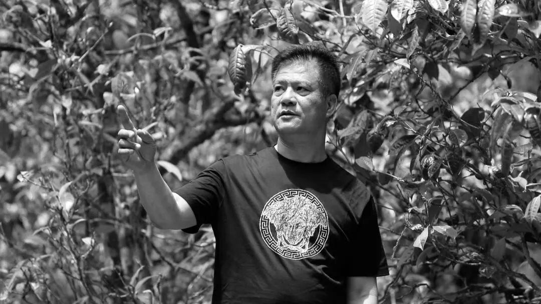 班章大白菜创始人、今大福茶业董事长、茶人何宝强