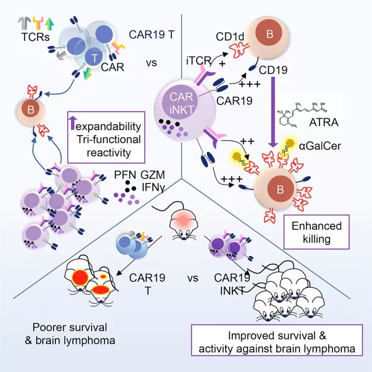 Cell子刊：超動力自然殺傷細胞CAR-iNKT，更有效的癌癥「現貨」免疫療法