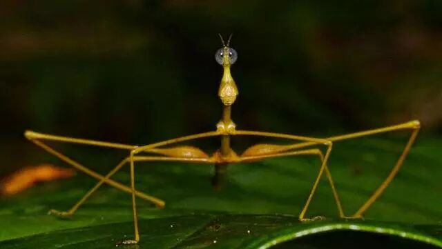 魔界每周一星 巨扁竹节虫 Mk魔界 微信公众号文章阅读 Wemp