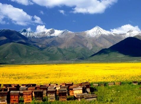 10种蜂蜜的养生功效，老蜂农都没你知道的清楚！