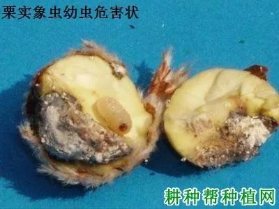 种板栗如何防治栗实象虫 耕种帮 微信公众号文章阅读 Wemp