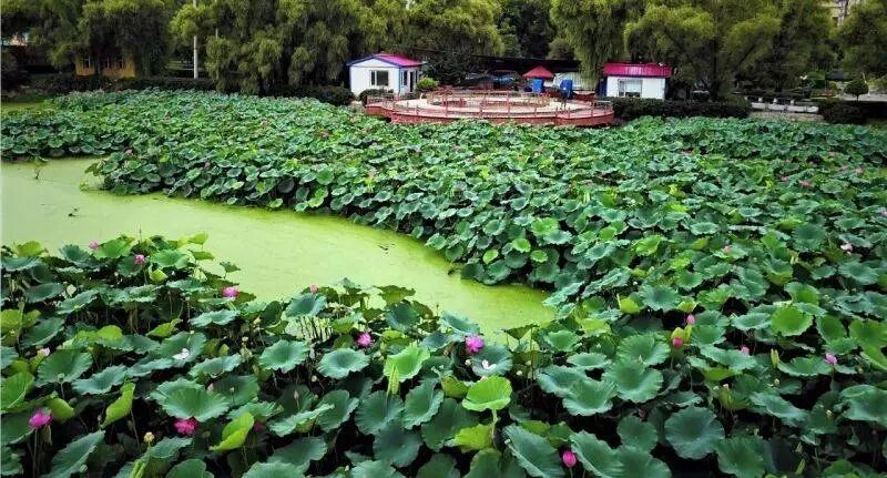 南岸区莲花堂_澳门风顺堂区是富人区_莲花八号区二手房