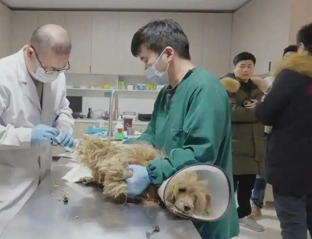 Ah Wang was reported to be in a distressed state when found, and veterinarians had to conduct a thorough physical check-up. Photo: QQ.com