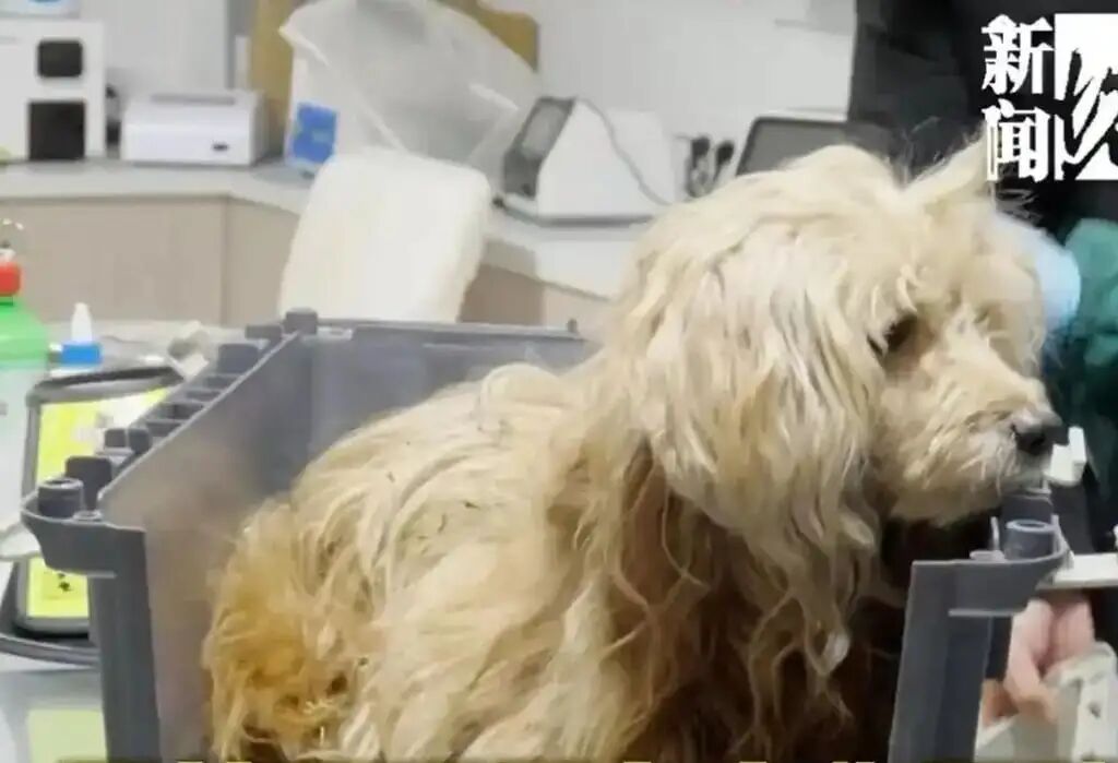 One resident expressed a desire to adopt Ah Wang to offer him a warm home after he is nursed back to health. Photo: QQ.com