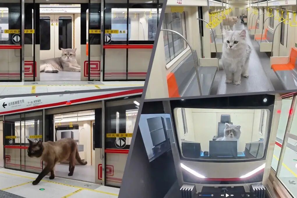 A Chinese influencer has spent four months building an underground station for his cats and his video of it has received more than 100 million views online. Photo: SCMP composite/Douyin
