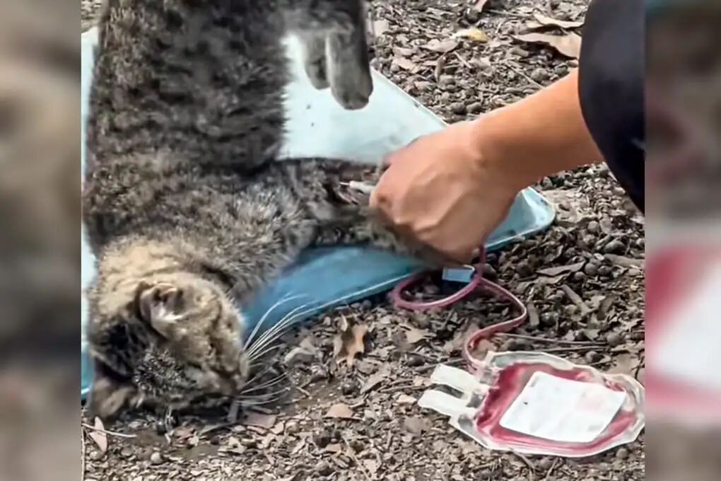 A blogger in China has exposed an illegal market in animal blood, claiming that stray cats are bled and their vital fluid sold to pet hospitals for high prices. Photo: Douyin