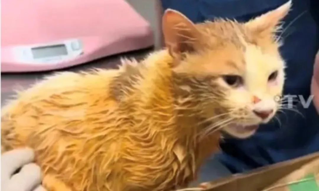 The kitten falling into the hotpot Photo: screenshot from media reports
