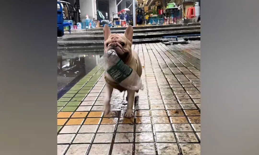 Photo: Screenshot from Xiaohongshu