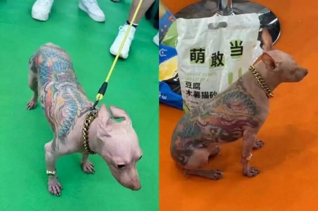 People attending the Shanghai fair were shocked to see the heavily tattooed canine. Photo: RedNote