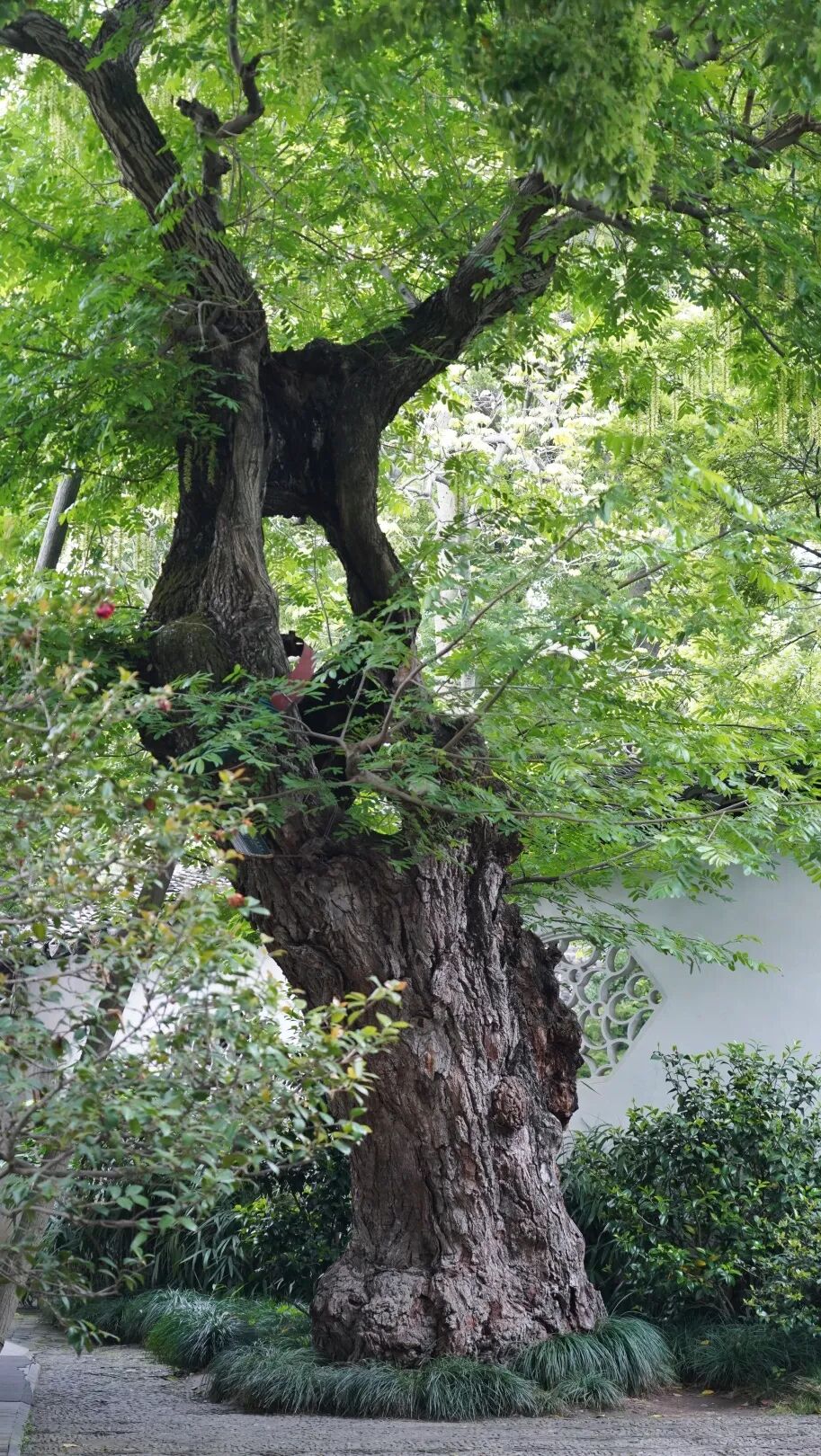 树碑立传丨苏州古城 citywalk,寻一棵古树