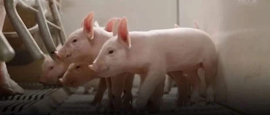 猪肉价格,15周连降!一公斤便宜了20元!存栏量“19连涨”,养猪还赚钱吗?
