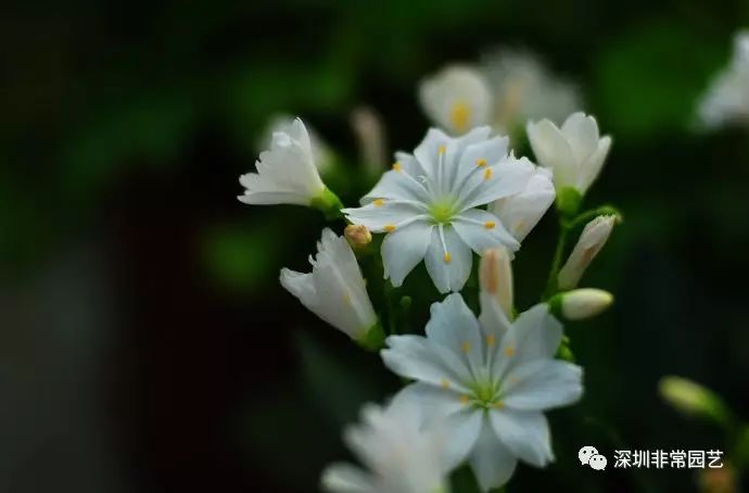 花比較小,小巧精緻,花量很大, 每枝花徑上有數十朵小花, 合圍成圓球型