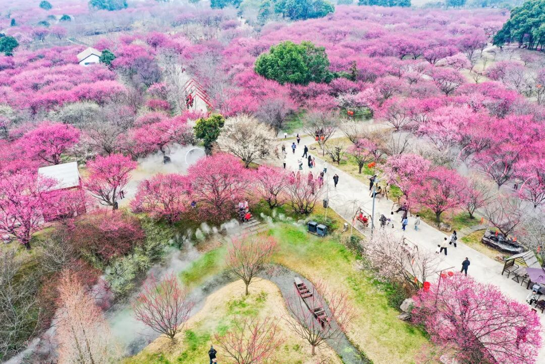 鸟瞰恒荣梅园：荆州春天满血的流量IP（记者 叶力铭  摄）DJI_0509.JPG