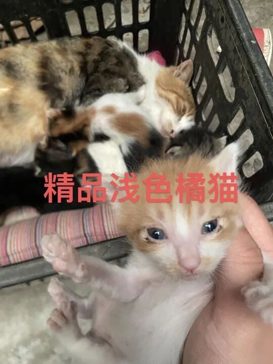 为什么购买进口呼吸机【二手闲置】出售澳大利亚进口瑞思迈双水平呼吸机，闲置处理给需要的人_https://www.jmylbn.com_新闻资讯_第12张