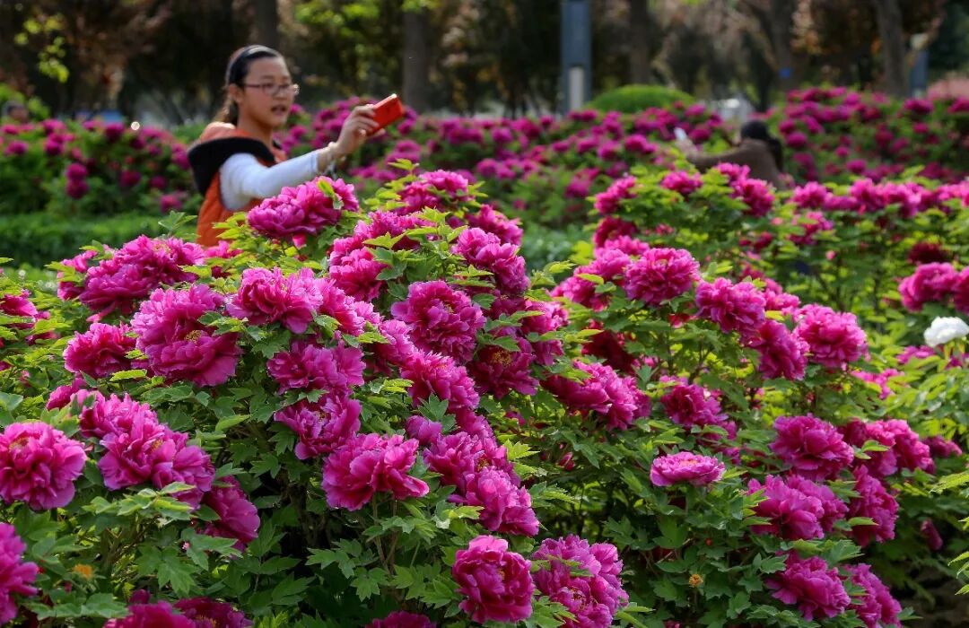 约起来2021菏泽中国牡丹园盛世牡丹国风大典大型实景演出3月27日5月5
