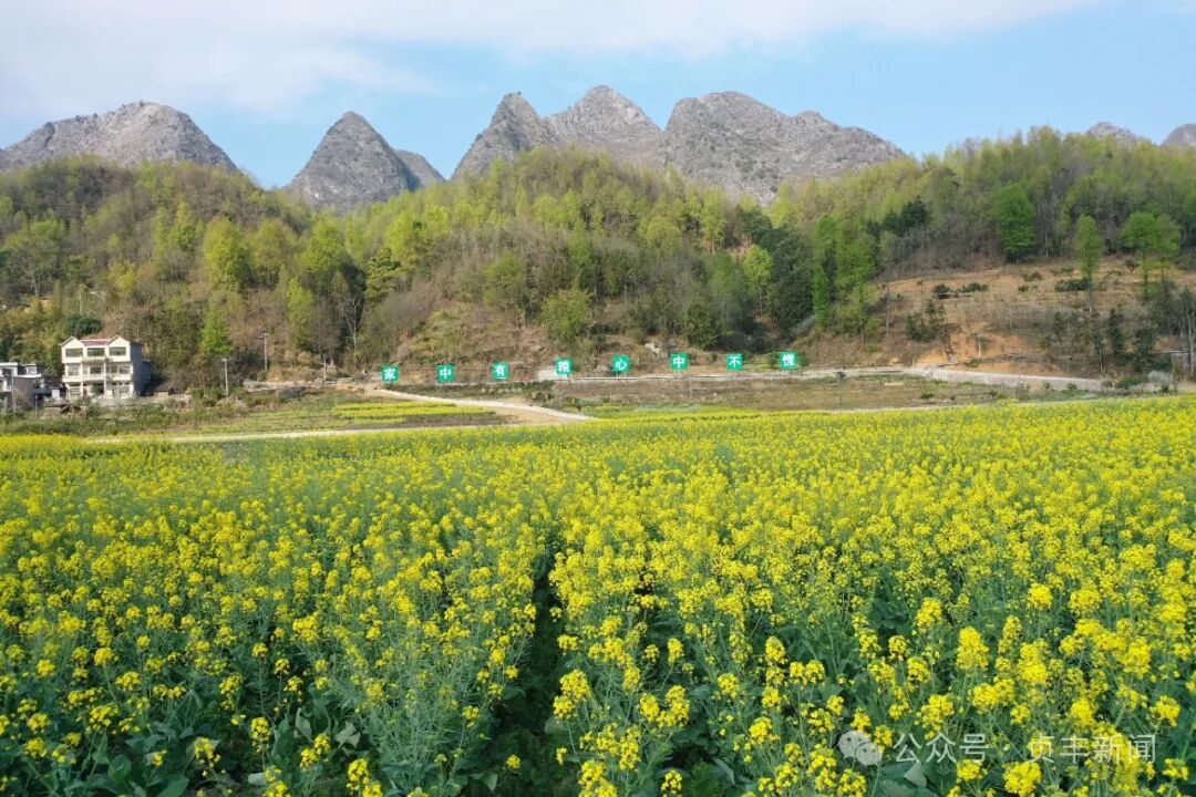 贞丰旅游市场迎春绽放
