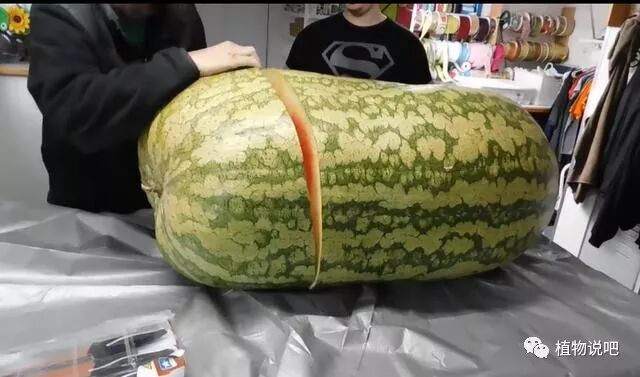 世界上最贵的西瓜 外表黑不溜秋 一颗的价格将近4万人民币 植物说吧 微信公众号文章阅读 Wemp