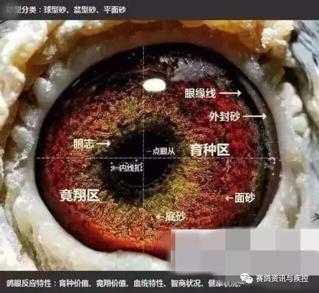 百科 速度线 距离线 育种区 金母型内线扣 赛鸽资讯与疾控 微信公众号文章阅读 Wemp