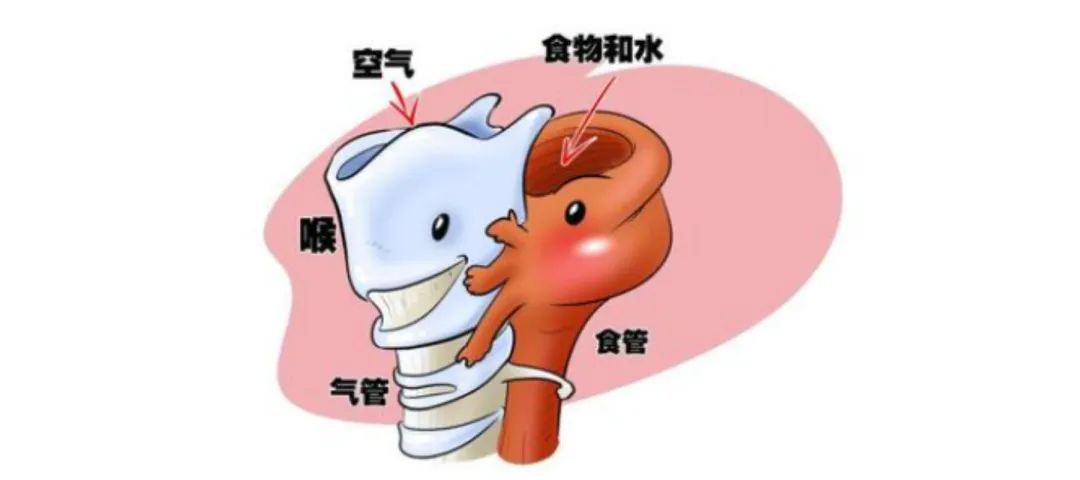 喉咙气管和食道图片图片