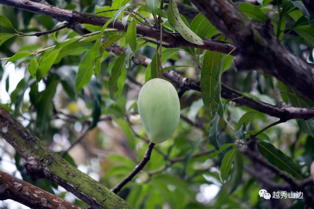 宋金波：广州，能够拿绿化芒果树怎么办？