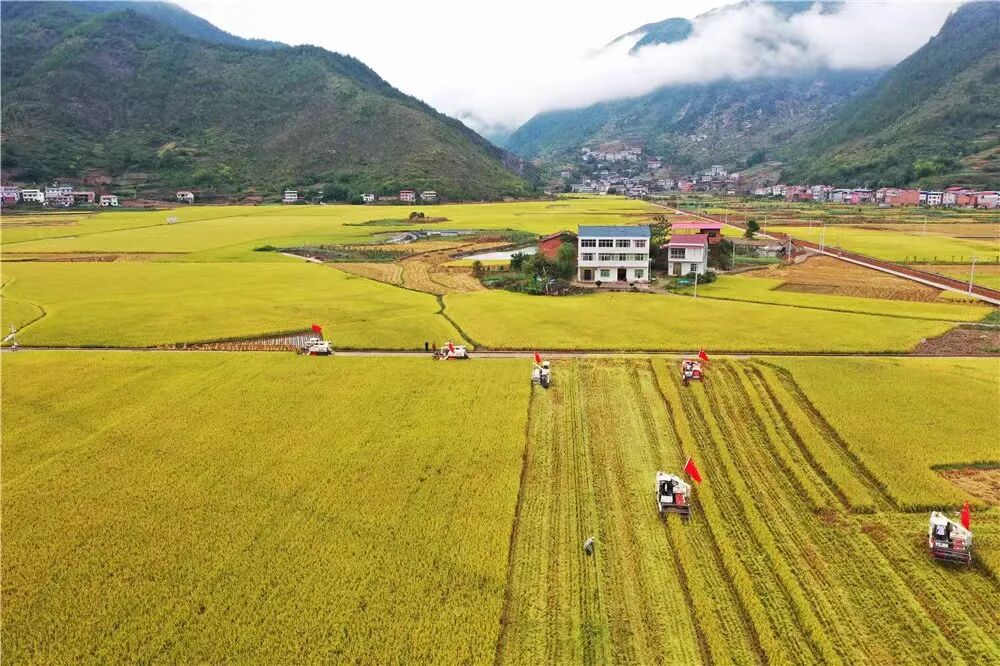 巫山龙骨坡大米