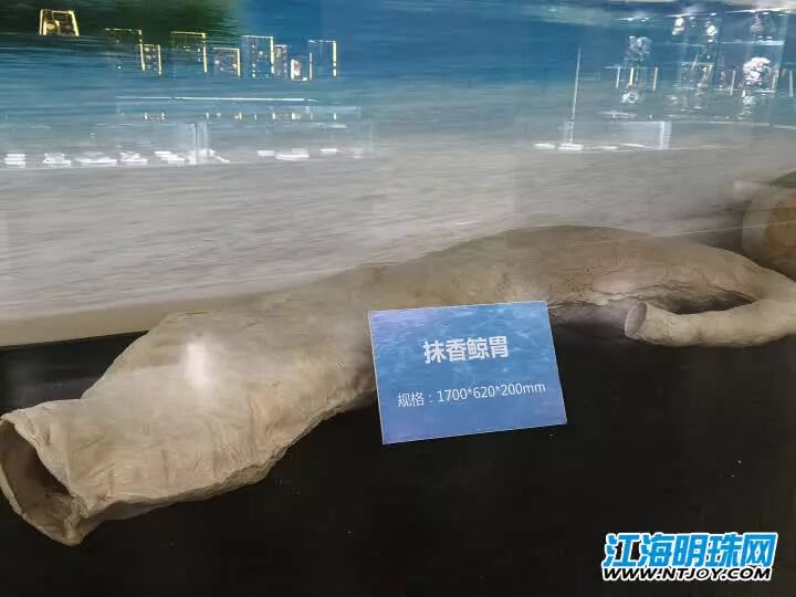 如东搁浅死亡的另一条抹香鲸何时和游客见面？先睹为快