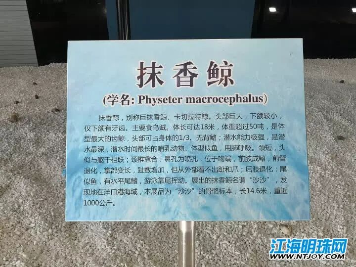 如东搁浅死亡的另一条抹香鲸何时和游客见面？先睹为快