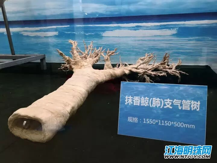 如东搁浅死亡的另一条抹香鲸何时和游客见面？先睹为快