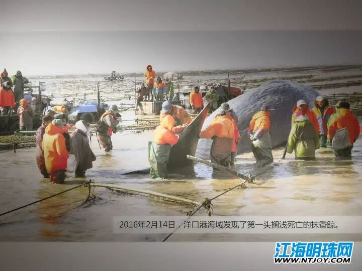 如东搁浅死亡的另一条抹香鲸何时和游客见面？先睹为快