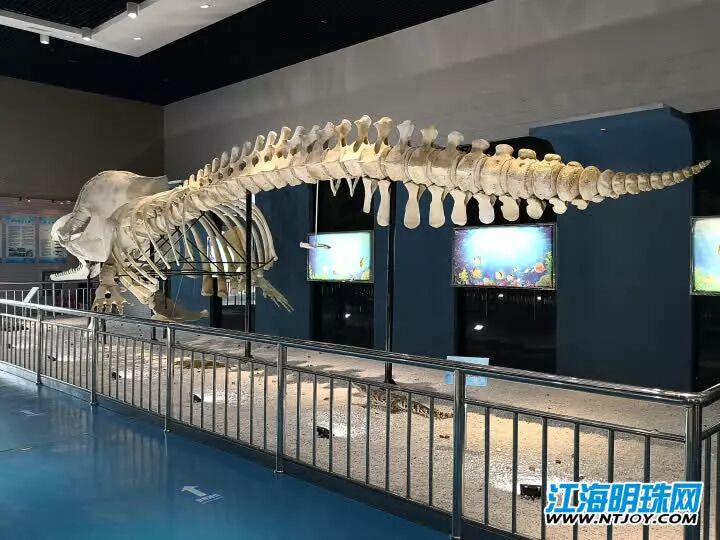 如东搁浅死亡的另一条抹香鲸何时和游客见面？先睹为快