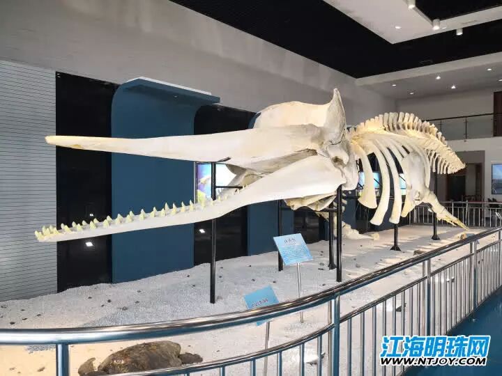 如东搁浅死亡的另一条抹香鲸何时和游客见面？先睹为快