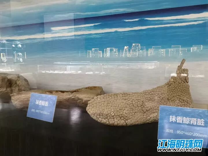 如东搁浅死亡的另一条抹香鲸何时和游客见面？先睹为快