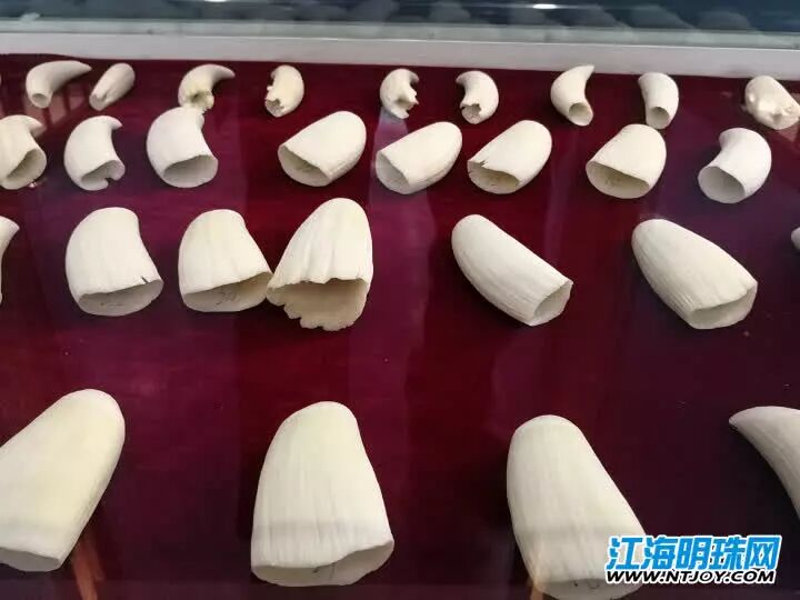 如东搁浅死亡的另一条抹香鲸何时和游客见面？先睹为快