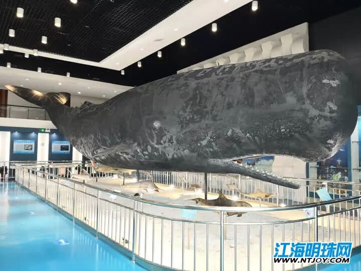 如东搁浅死亡的另一条抹香鲸何时和游客见面？先睹为快