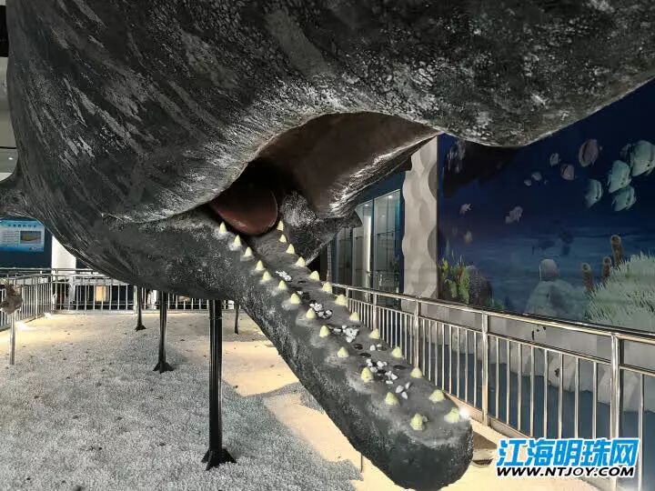 如东搁浅死亡的另一条抹香鲸何时和游客见面？先睹为快